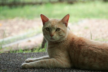 ふわふわ可愛い茶猫のポートレート