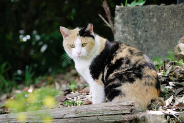 美しい三毛猫のポートレート