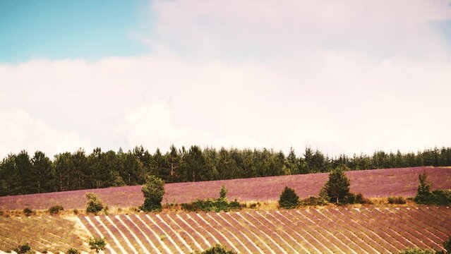 Time lapse of clouds moving over Provence landscape with blooming lavender fields. Sault region, Vaucluse nature, Plateau d'Albion, Provence-Alpes-Cote d'Azur in France.