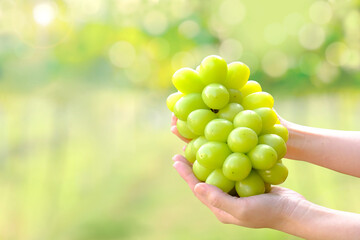 Big bunch of fresh green Shine Muscat grape in woman hand with blurred vineyard background