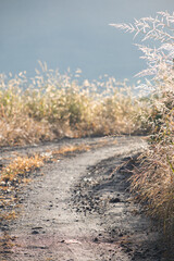 A curve in a gravel track bordered by backlit grass