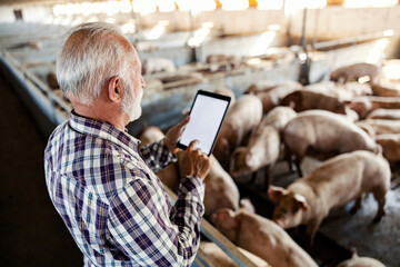 A senior farmer stands next to a pig pen with a tablet in his hands and uses it for counting.