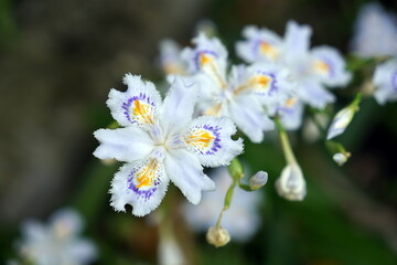 Obraz na płótnie Canvas Iris japonica シャガ コチョウカ ニンギョウグサ オカダチカッコ