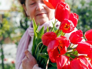 Red bright large tulips in the hands of an elderly woman on a natural background.