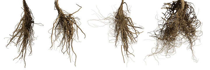 tree roots isolated on white background  © dottedyeti