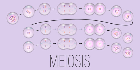 MEIOSIS. Interphase, Prophase, Metaphase, Anaphase, and Telophase. Cell division concept vector.