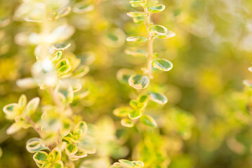 blurry green plant background, close-up view of thyme plant.
