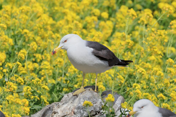 Field mustard in full bloom and black-tailed gulls on Kabushima