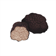 Summer burgundy truffle hand-drawing flat, vector illustration