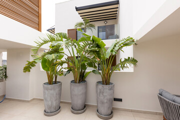 Plants in a big pot on the terrace - obrazy, fototapety, plakaty