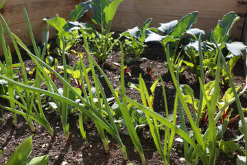 Gemüsepflanzen im Hochbeet