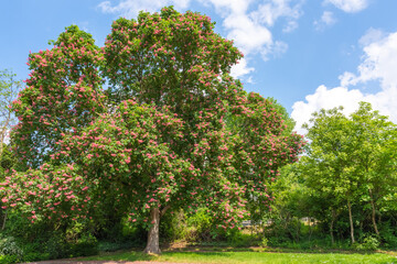 Fototapeta na wymiar fanciful tree on a spring meadow