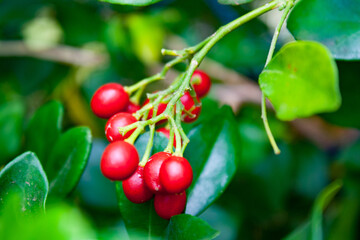 Obraz premium Flowers and random