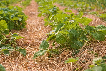 berries bloom in the garden. gardening. warm summer day. eco product. fruit