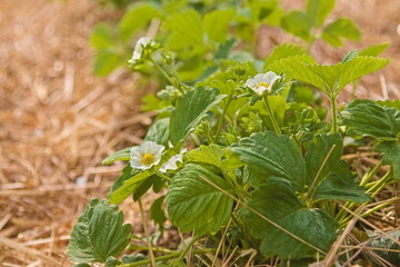 berries bloom in the garden. gardening. warm summer day. eco product. fruit