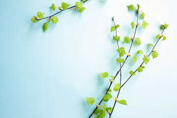 Birch branches with young small leaves on blue background with copy space, frame or border. Empty...