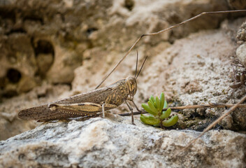 Close-up of a Brown Grasshopper Camouflaged among the Mountain Rocks with a Broken Leg. Wild Insect Concept