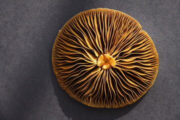 Nature's patterns on the gills of a mushroom