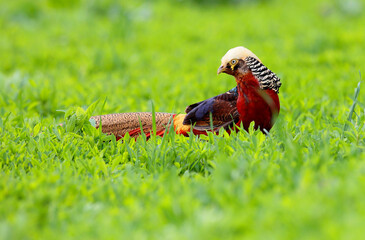 Golden pheasant (Chrysolophus pictus) displaying in spring mating season in a grassland.