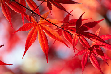 紅葉のクローズアップ