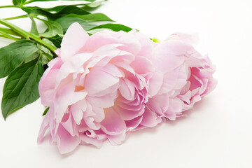 ピンクの芍薬の花