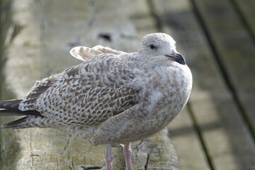 Seagull Walton