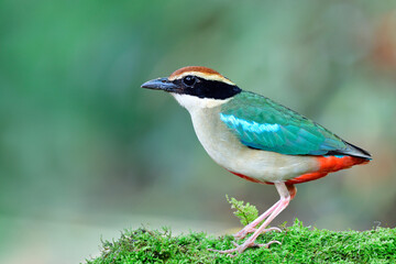 beautiful multicolors bird perching on mossy ground during migratory trip to Thailand when showing up in city garden of Bangkok