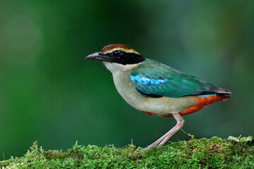 colorful bird with multiple colors feathers appears in Bangkok city garden during it migratory trip back north, Fairy pitta