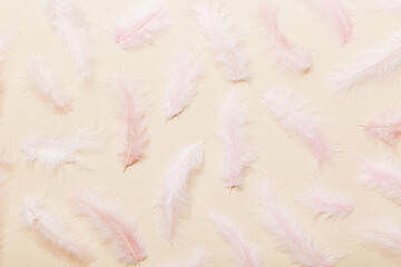 Close up to bright colorful feathers background. Colored feather background, top view