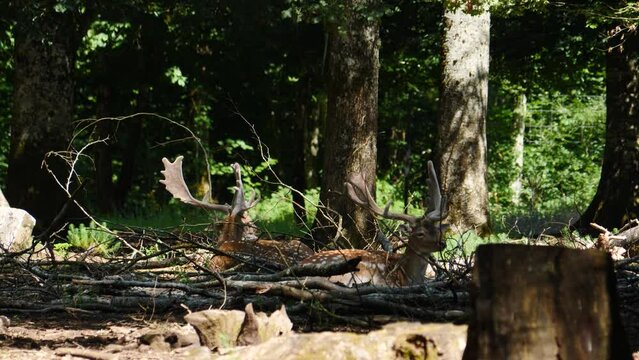 Fallow deer buck in natural environment. Vision Park in Auberive region, France. Slow motion