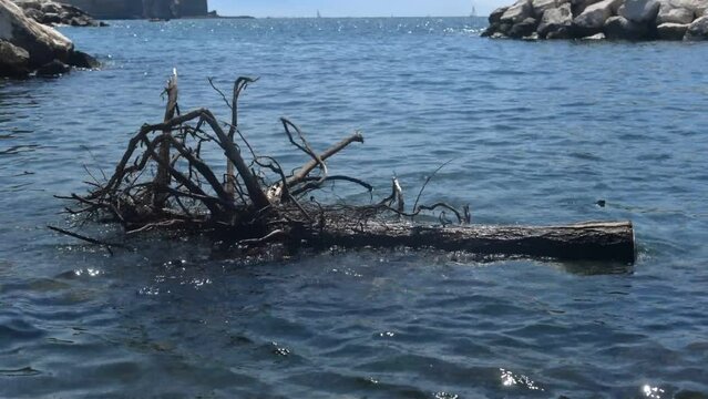 Video clip of old tree gently floating in ocean with Castel dell Ovo in distance, Megaride island, Santa Lucia, Naples, Italy. 