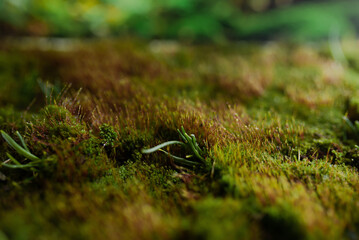 Green wet moss macro with blurred background
