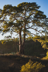 Fototapeta premium tree at the sunset