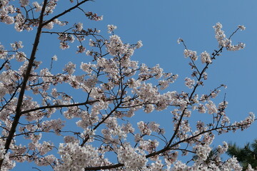 Korean cherry blossoms