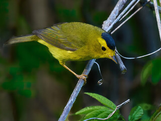 Wilson's warbler yellow bird on a branch Lake Roland 