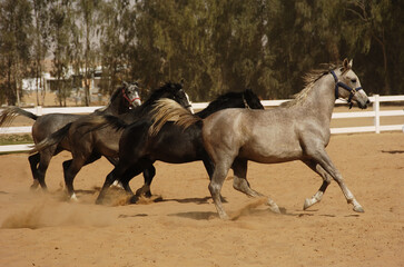 Thoroughbred Arabian horses racing on the sandy track with freedom and power
