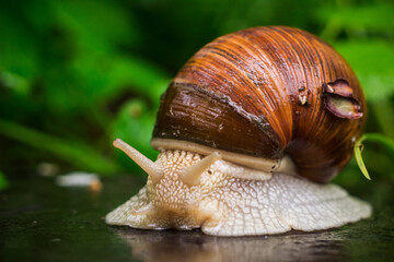 Helix pomatia also Roman snail, Burgundy snail, edible snail or escargot in the natural...
