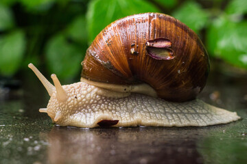 Helix pomatia also Roman snail, Burgundy snail, edible snail or escargot in the natural environment. Big snail in shell after the rain