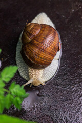 Helix pomatia also Roman snail, Burgundy snail, edible snail or escargot in the natural environment. Big snail in shell after the rain