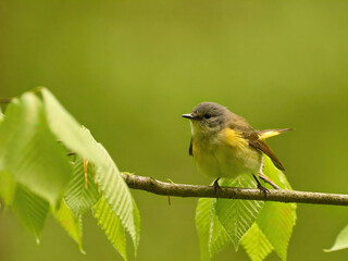 Obraz premium American redstart cute yellow bird