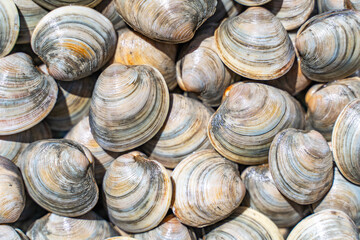 Close-up of Littleneck Clams. Shell background.