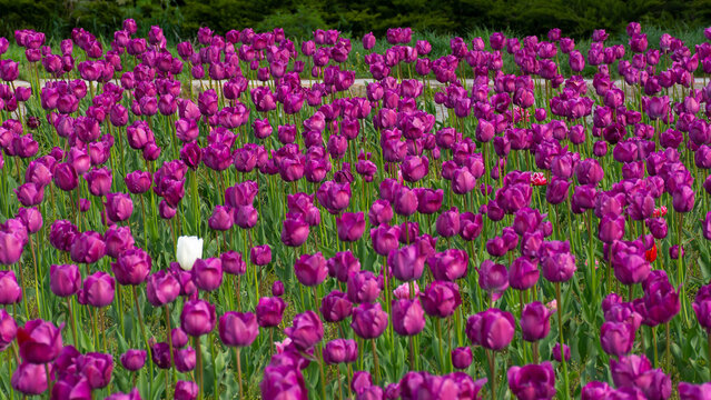 bunch of blooming purple tulip flowers. beautiful floral nature background in spring