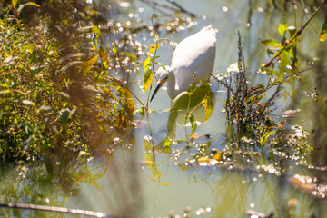 Snowy egret (Egretta thula) is fishing. 