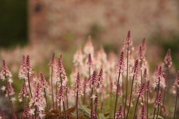 Lawenda na tle zabytkowych ruin  © Magdalena Kmiecik