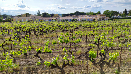 beautiful green vineyard in spring
