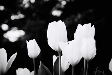  Białe  tulipany na czarnym tle bokeh