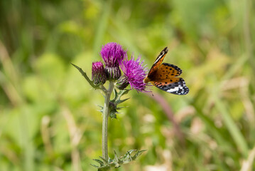 벌과 나비가 즐겨 찾는 보라색 엉겅퀴꽃