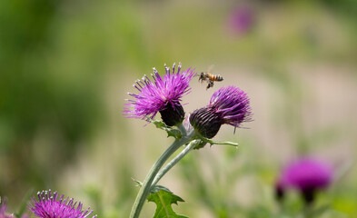 벌과 나비가 즐겨 찾는 보라색 엉겅퀴꽃