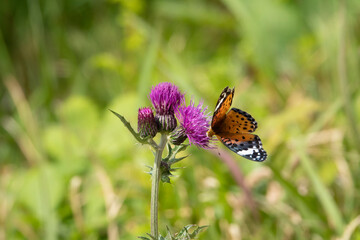 벌과 나비가 즐겨 찾는 보라색 엉겅퀴꽃