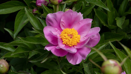 오월에 피는 한약재로 쓰이는 작양꽃